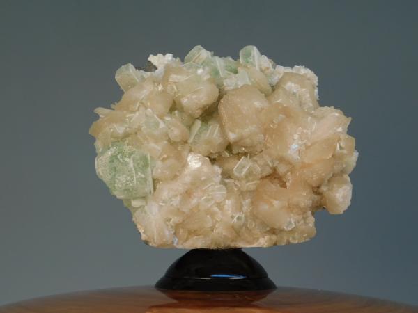 Camphor Burl picture