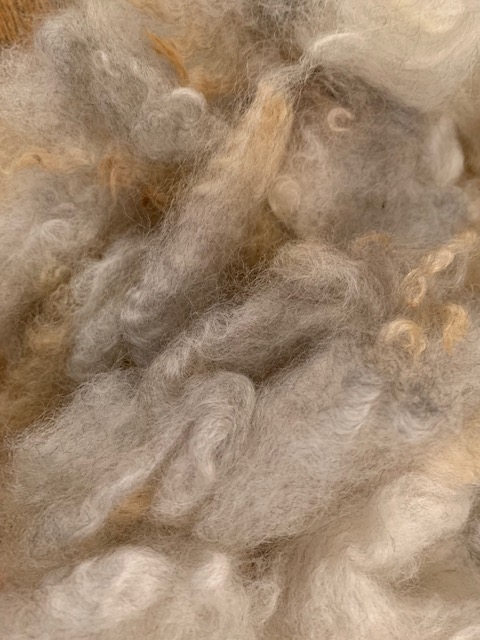 Washed Coopworth fleece, grey