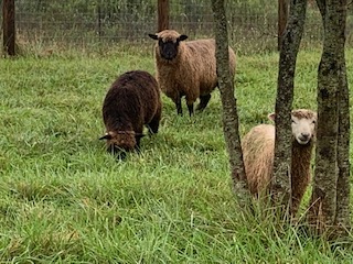 Arbormeadow Farm