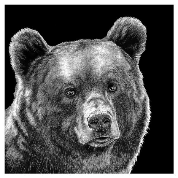 'Brown Bear' Reproduction picture