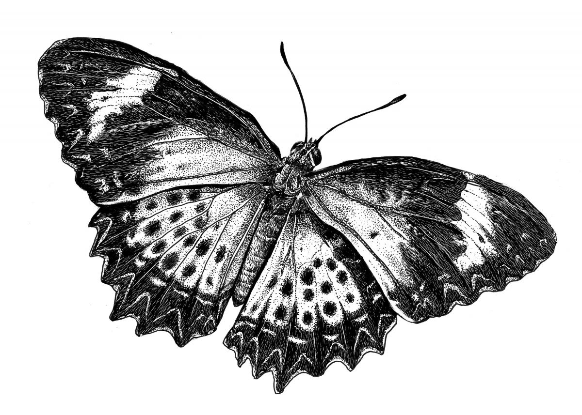 'Leopard Lacewing' Ink Drawing - Eventeny