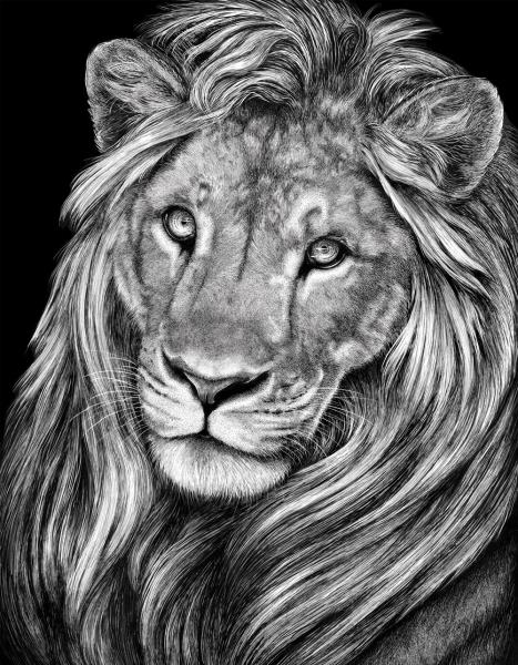 'Leo' Ink Drawing picture