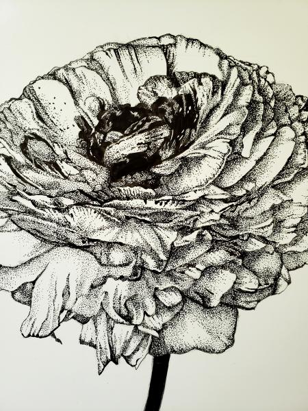 'Buttercup' Ink Drawing picture