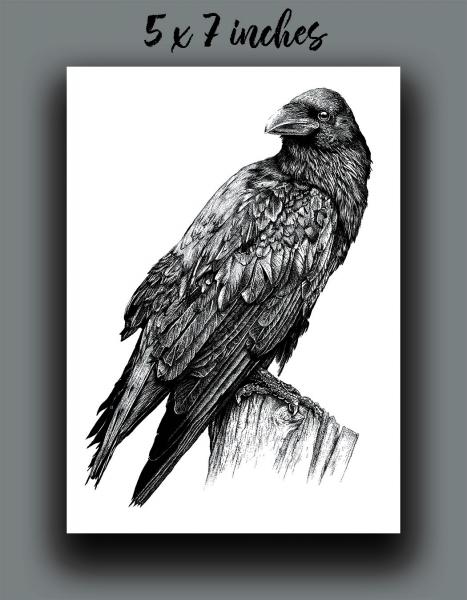 'Raven' Reproduction picture