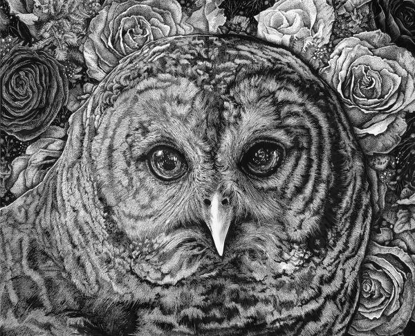 'Hoot Owl' Ink Drawing picture