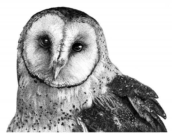 'Barn Owl' Reproduction picture
