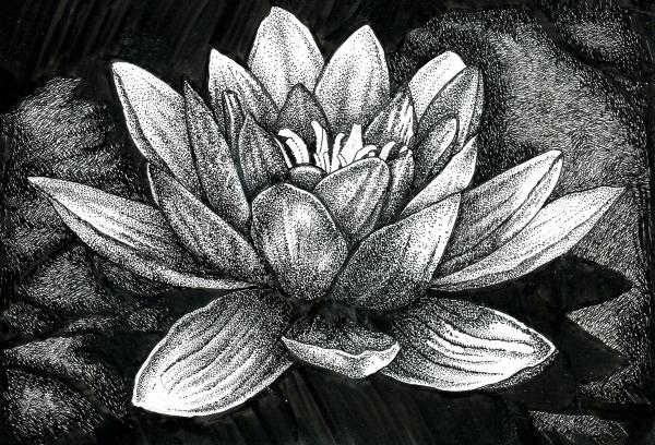 'Lotus Flower'  Ink Drawing picture