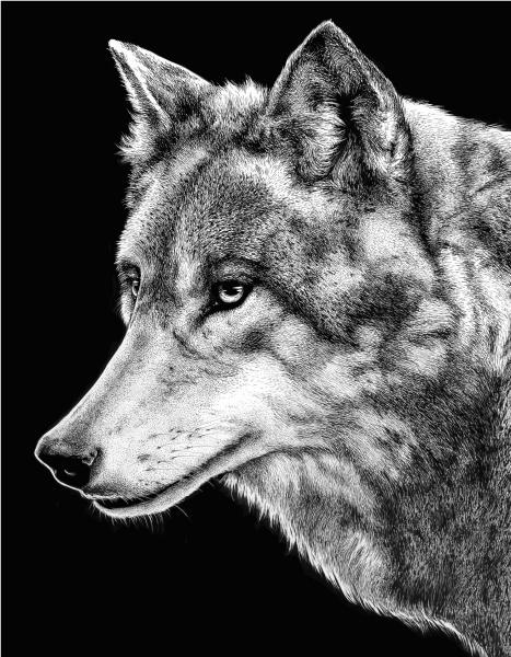 'Grey Wolf' Ink Drawing picture
