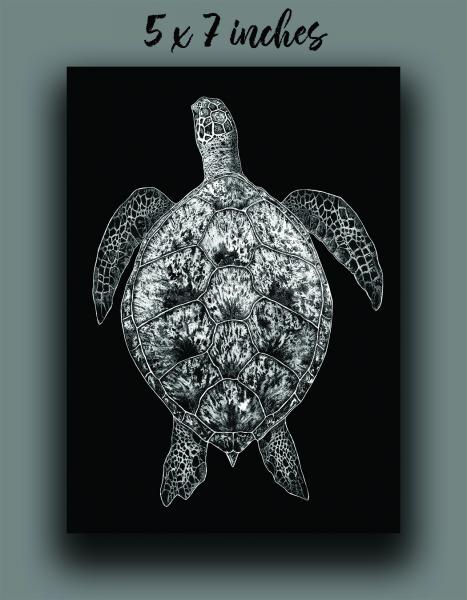 'Sea Turtle' Reproduction picture