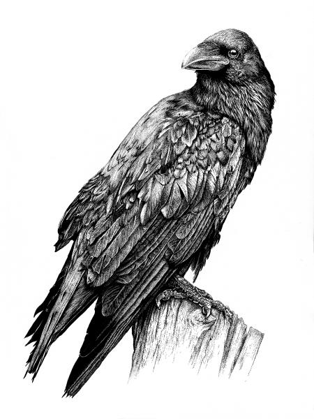 'Raven' Ink Drawing picture