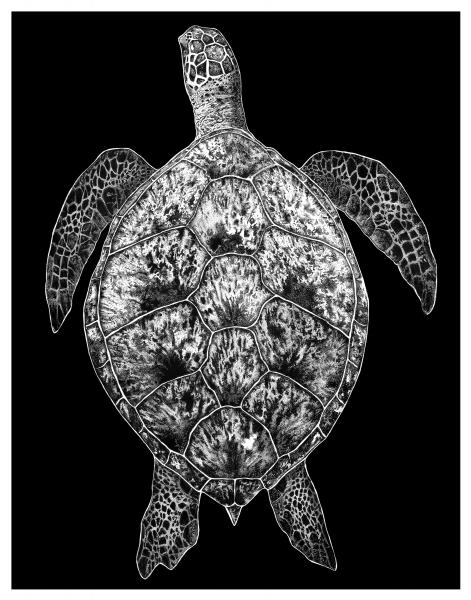 'Sea Turtle' Reproduction picture