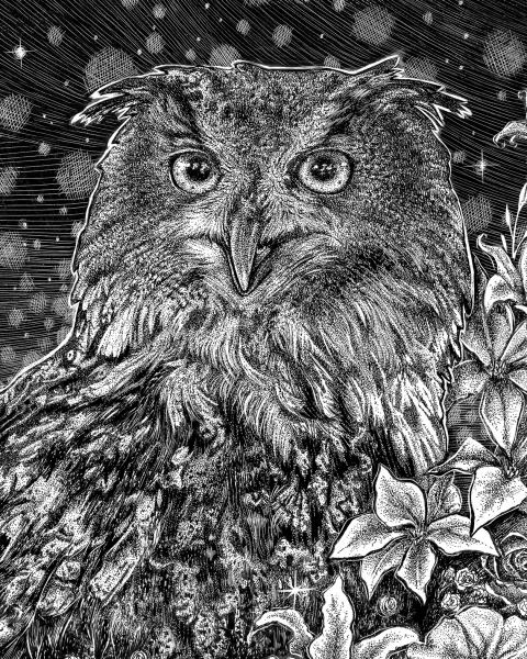 'Eagle Owl' Ink Drawing picture