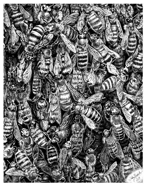 'Bee Swarm' Reproduction picture
