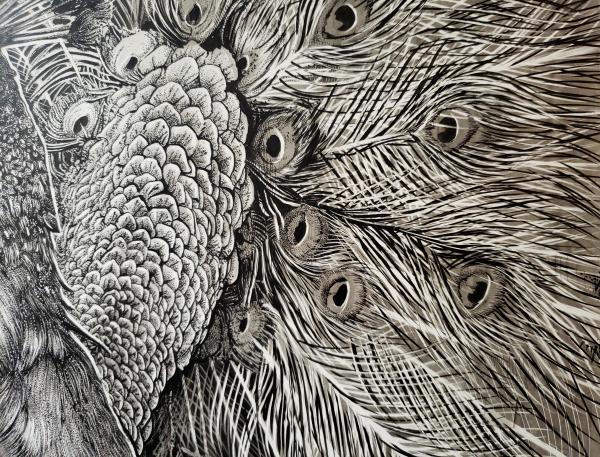 'Peacock' Ink Drawing picture