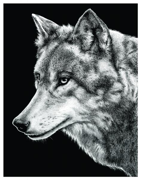 'Grey Wolf' Reproduction picture