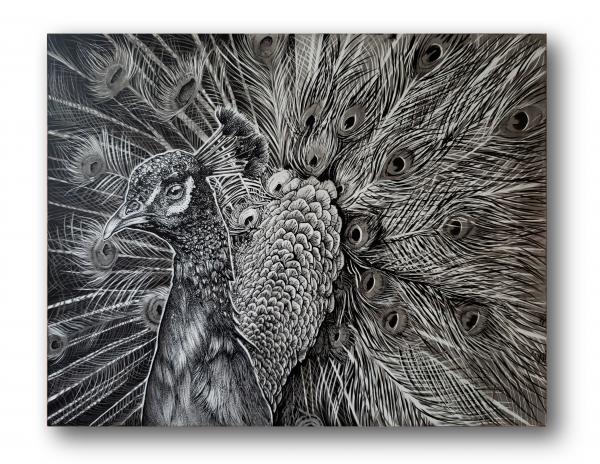 'Peacock' Ink Drawing picture