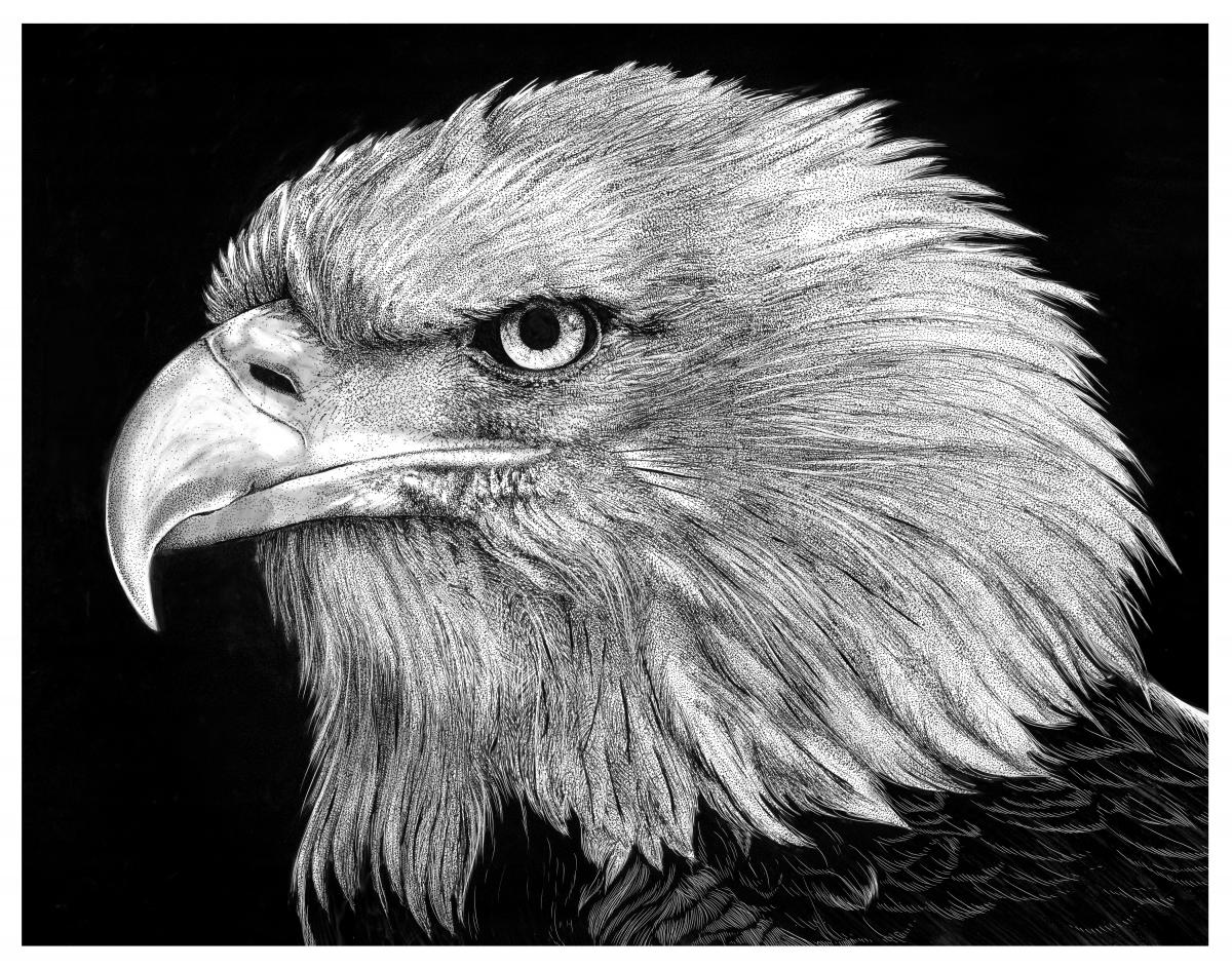 'Bald Eagle' Reproduction picture