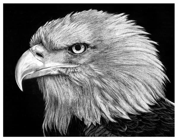 'Bald Eagle' Reproduction picture