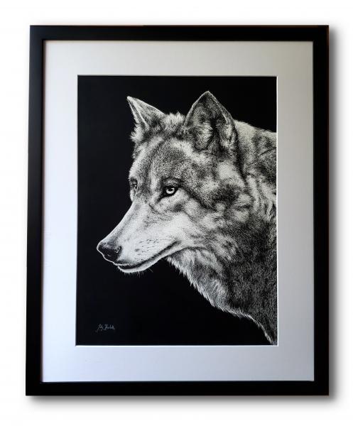 'Grey Wolf' Ink Drawing