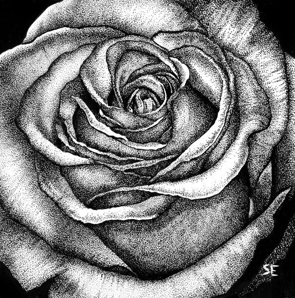 'Rose Study'  Ink Drawing picture