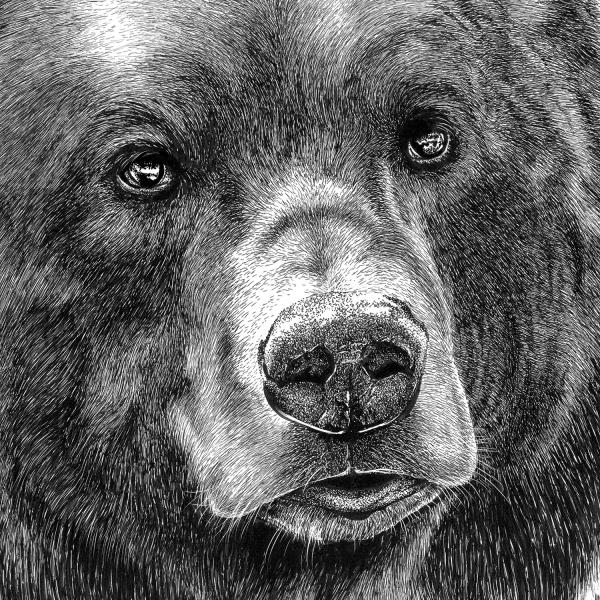'Brown Bear' Reproduction picture