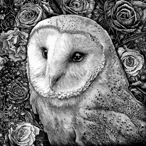 'Barn Owl in Flowers' Ink Drawing picture