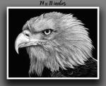 'Bald Eagle' Reproduction