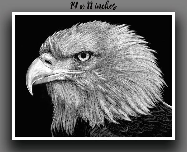 'Bald Eagle' Reproduction picture