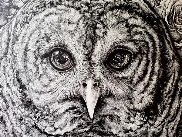 'Hoot Owl' Ink Drawing picture