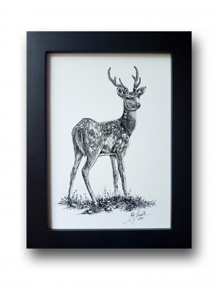 'Deer'  Ink Drawing