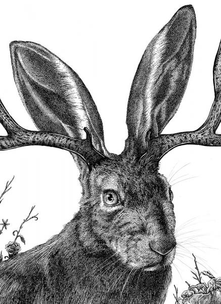 'Jackalope' Ink Drawing picture