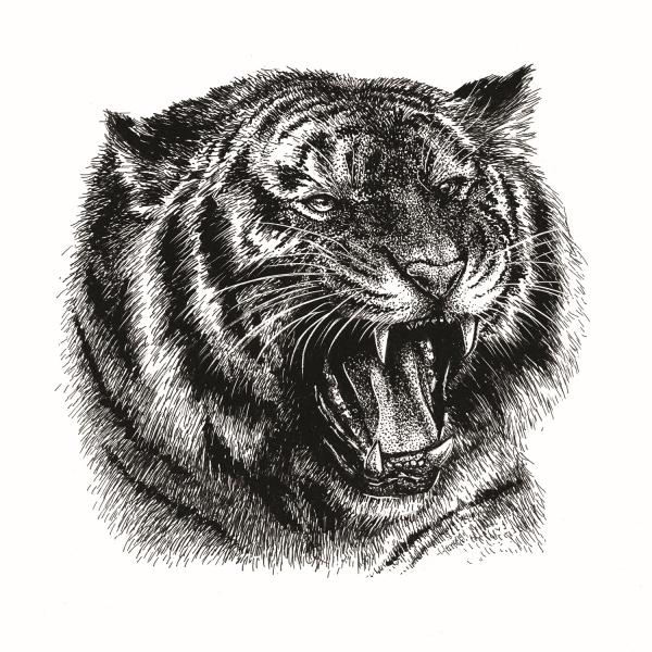 'Roaring Tiger'  Ink Drawing picture