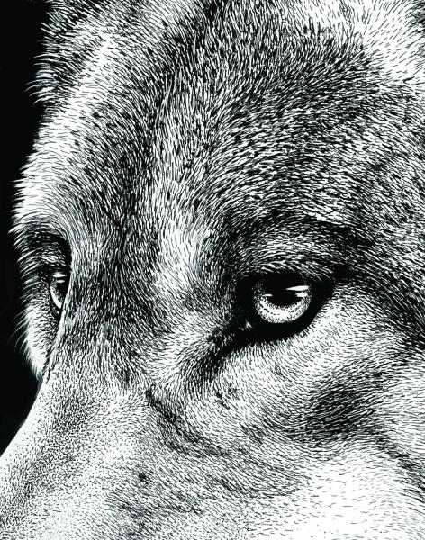 'Grey Wolf' Ink Drawing picture