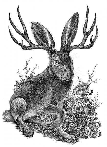 'Jackalope' Ink Drawing picture