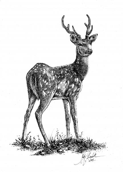 'Deer'  Ink Drawing picture