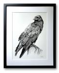 'Raven' Ink Drawing