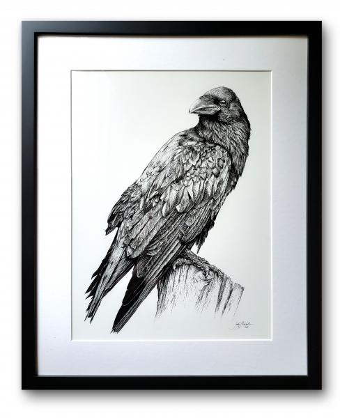 'Raven' Ink Drawing picture