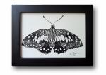 'Christmas Swallowtail'  Ink Drawing