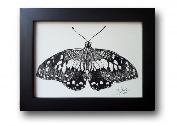 'Christmas Swallowtail'  Ink Drawing