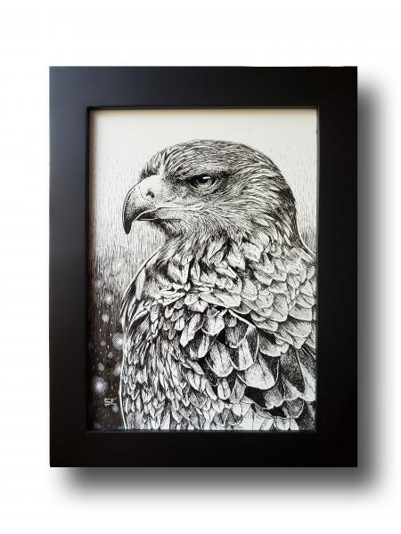 'Tawny Eagle'  Ink Drawing