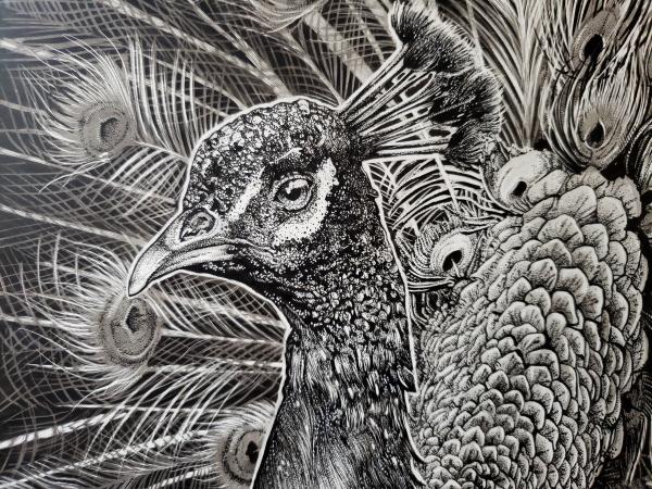 'Peacock' Ink Drawing picture