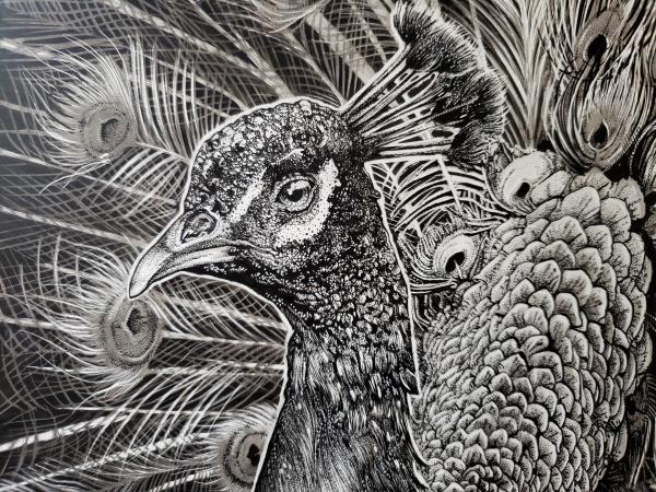 'Peacock' Ink Drawing picture