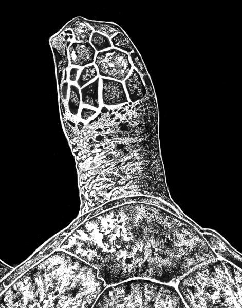 'Sea Turtle' Ink Drawing picture