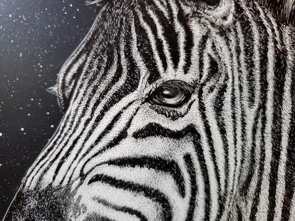 'Zebra' Ink Drawing picture