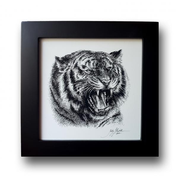 'Roaring Tiger'  Ink Drawing picture