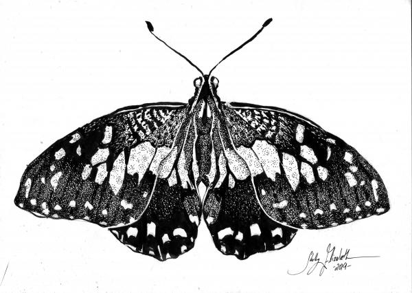 'Christmas Swallowtail'  Ink Drawing picture