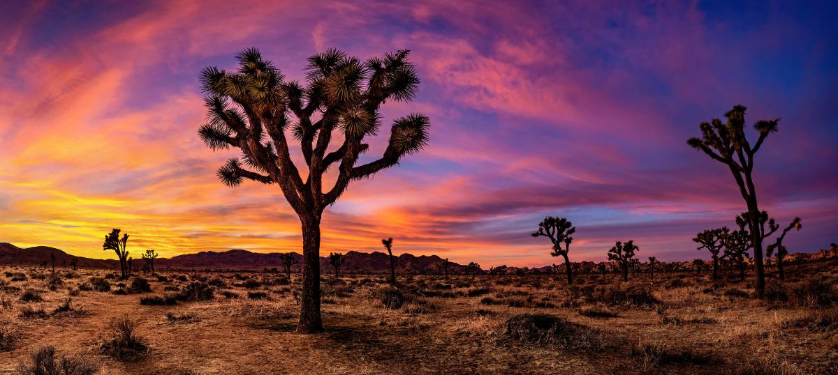 Joshua tree unveiled picture