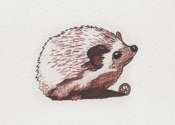 Hedgehog picture