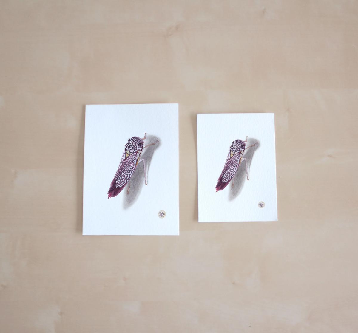 Purple & White Spots picture