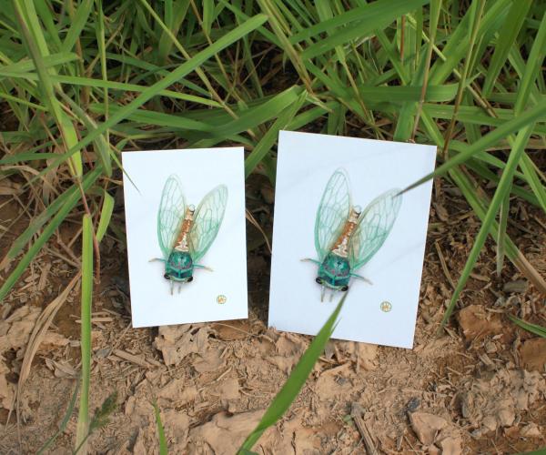 Green Cicada picture